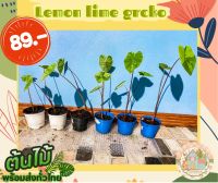 เลม่อนไลม์ ?Colocasia Lemon Lime Gecko ? สั่งขั้นต่ำ 3 ต้นขึ้นไป คละชนิดได้จ้า