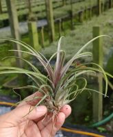 Tillandsia capitata domingensis