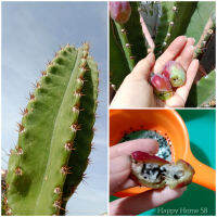 เมล็ดตอจามาคารู 20 เมล็ด (Cereus Jamacaru) ซีรีอุส จามาคารู แคคตัส ไม้ลำ