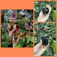 กล้วยไม้ สิงโตทับทิมสยาม?ของหายากBulbophyllum ayuthayense?ไม้จิ๋ว กระถางจิ๋ว