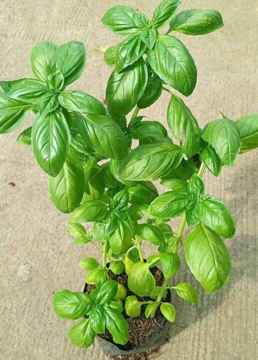 Live Plant Sweet Basil Plant Herbal Plant Indoor Plant Outdoor