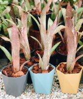 สับปะรดสี บิลเบอร์เกีย Billbergia ลุคเท่ด่างเขียวปนแดง ส่งแบบถอดกระถาง