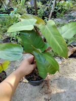 Philodendron red emeral #ฟิโลมรกตแดง กระถาง6นิ้ว