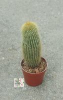 ต้นกระบองเพชรทรงพุ่มเหลือง กระบองทอง cactus น่ารัก ประดับบ้าน /สวน ตั้งโต๊ะ  ฟอกอากาศได้