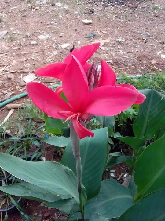 ดอกพุทธรักษาสีแดงเลือดนก-1-เหง้าไม้มงคลดอกไม้ประดับ