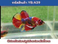 ปลากัดนีโม่ เพศผู้ พร้อมรัดสีสด ขนาด1.4-1.5 นิ้ว