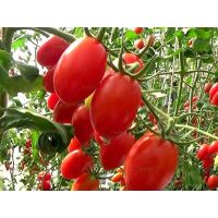 เมล็ดพันธุ์ มะเขือเทศเชอรี่ ทับทิมแดง ( Tabtimdaeng Tomato ) ความหวานประมาณ 8.5