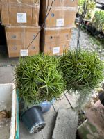 ทิลเเลนเซีย สับปะรดสี Tillandsia