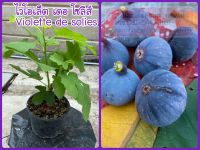 ต้นมะเดื่อฝรั่ง ไวโอเล็ต เดอ โซลีส์ ส่งทั้งกระถาง,violette de solies fig tree.