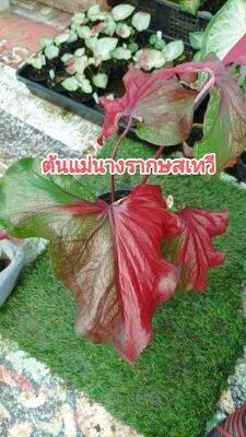 นางรากษสเทวี บอนสี มณีล้อมเพชร มีบอนสีแถมแบบสุ่มทุกออเดอร์