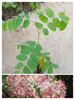 ต้นกัลปพฤกษ์ ดอกสีชมพู สูง30-40ซ.ม #2ต้น