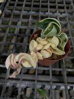 Hoya compacta white