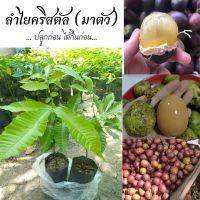 ต้นลำไยคริสตัล พันธุ์สีเขียว เหลือง แดง และม่วงไข่ไก่  สูงประมาณ 40-45 ซม.