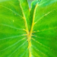 ฟาโรห์หลือง yellow window colocasia ตัดสด ส่งแบบต้นไม่ตัดใบ