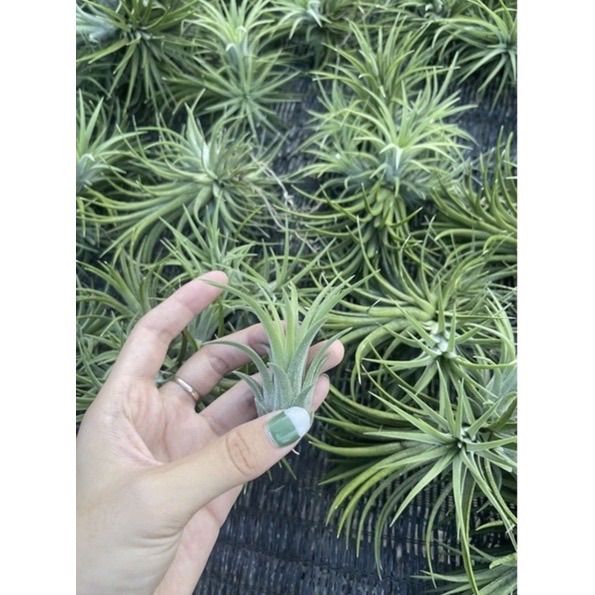 Tillandsia Ionantha 50 ต้น (ทิลแลนด์เซีย ไอโอนันทา)