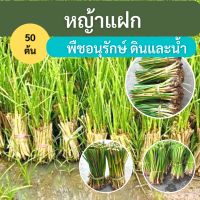 ต้นแฝก หญ้าแฝก 50 ต้น ปลูกอนุรักษ์ดิน และน้ำ