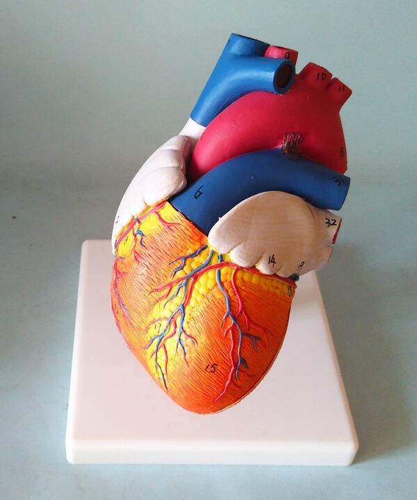 Heart Model Atrial Ventricular Valve Anatomy Model Human Body Teaching ...