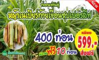 หญ้าเนเปียร์ท้ายเขื่อนซุปเปอร์ลีฟ 400 ท่อน แถมฟรี 10 ท่อน พิเศษเพียงชุดละ 599 บาท ส่งฟรี ***จากราคาปกติท่อนละ 2 บาท***