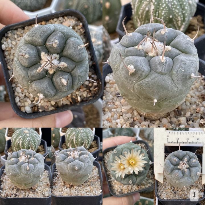 เทอบินิคาปัส-turbinicarpus-เทอบิ-เทอบิเส้น-แคคตัส-กระบองเพชร-ต้นไม้