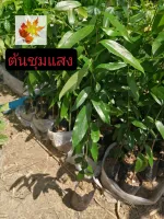 ต้นชุมแสง​ ต้นไม้ตาย ระหว่างขนส่งเคลมฟรี ​ ต้นชุมแสง​เพาะ​เมล็ด​ สูง​ 20-30​ ซม.