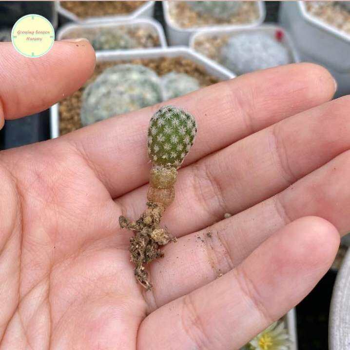 mamm20-mammillaria-hermosana-seedling-ไม้เพาะเมล็ด-แคคตัส-กระบองเพชร-ต้นไม้-แมม-แมมมิลลาเรีย-แมมมิลาเรีย