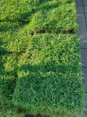 หญ้านวลน้อย 🔥(สำหรับสั่งไม่เกิน10ชิ้น) หญ้าสนาม ขนาด50×100cm. Manila grass หญ้าสด หญ้าจริง ค่าส่งถูก