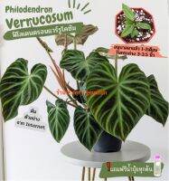 ฟิโลเดนดรอน แวร์รูโคซัม ฟิโลเวอร์รูโคซั่ม ฟิโลใบหัวใจ (Philodendron Verrucosum) ไม้ใบ รองรับเก็บเงินปลายทาง