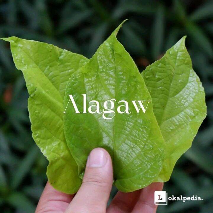 Alagaw Leaves | Lazada PH