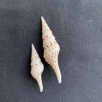 หอยสังข์สีขาวลายจุดสีน้ำตาลและหางยาว Brown Spotted &amp; Long tail conch 3-7cm ban dian