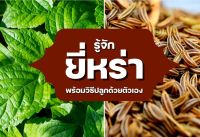 ยี่หร่า??เมล็ดพันธุ์ยี่หร่าหอม ?หอมแรง ?บาท