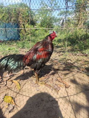 ไข่เชื้อ ไก่ชน สายหยกคีรี แข้งหน้า ลีลาดี หูตาอาชีพ ฟรีค่าส่ง! (มีคริปตอนชนในแชท)