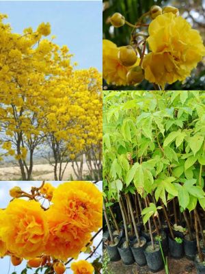 ต้นสุพรรณิการ์ เป็นต้นไม้ผลัดใบสูง 7-15 เมตร แผ่นใบแยกเป็น 5 แฉก ขอบใบเป็นคลื่น ดอกเป็นช่อออกกระจายที่ปลายกิ่ง บานทีละดอก ดอกเหลืองมีกลิ่น กลีบบาง เกสรสีเหลือง รังไข่มีขน