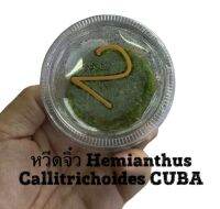 หวีดจิ๋ว Hemianthus Callitrichoides CUBA