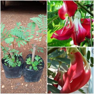 💥โปรโมชั่น 3 ต้น 100 บาท ต้นดอกแคร์สีแดง เป็นพืชที่มีสรรพคุณทางสมุนไพรไทย โดยเปลือกต้มหรือฝนรับประทาน แก้โรคบิดมีตัว แก้มูกเลือด แก้ท้องเดิน ท้องร่วง คุมธาตุ ใช้ชะล้างบาดแผล