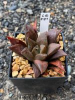 Haworthia Hybird Thailand กระถาง 2 นิ้ว (ส่งทั้งกระถาง) รหัส La281-290