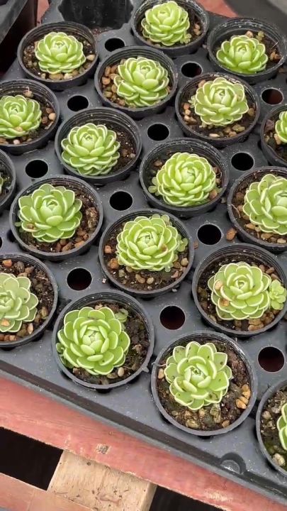 พืชกินแมลง-pinguicula-ไม้กินแมลง-ดอกสีขาวม่วง-succulent-echeveria-haworthia-cactus-lithop-ไม้อวบน้ำแคคตัสฮาโวเทียไลทอป