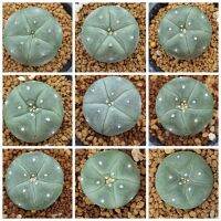 Lophophora​ williamsii​ โลโฟโฟรา วิลเลี่ยมชิอาย