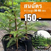 สนฉัตร สูง 30-40 เซน (จำนวน1ต้น) ถุงใหญ่ 5 นิ้ว ต้นแข็งแรง