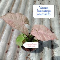 ออมชมพูด่าง ออมชมพู ใบด่าง syngonium pink Spot ส่งพร้อมกระถาง4นิ้ว สวนลุงแท็ค