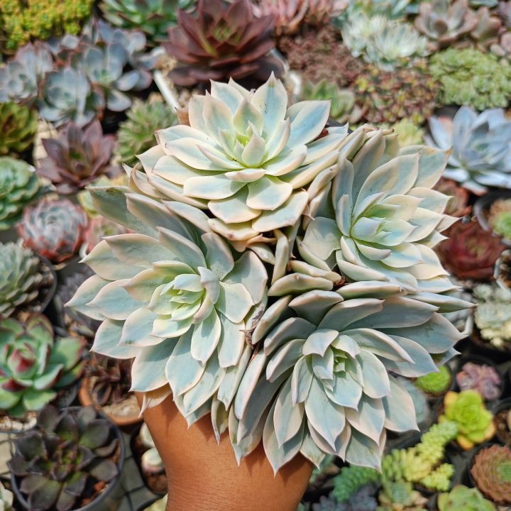 กุหลาบหิน-ไม้อวบน้ำ-echeveria-subsessilis-variegate-ฟอร์มกอสวยๆ-กระถาง-10-cm-succulent-haworthia-cactus-lithop-ฮาโวเทีย-แคคตัส-ไลทอผ