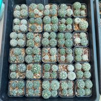 แอสโตรไฟตั้ม astrophytum พอทกระถาง 2 นิ้ว