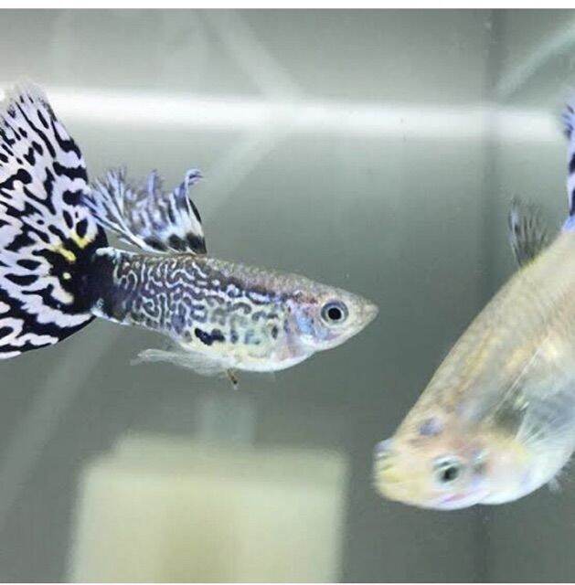 white mosaic guppy