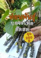 บอระเพ็ด บอระเพ็ดสด บอระเพ็ดตัดสดท่อนยาว(ชุด250g)สมุนไพรพื้นบ้านบอระเพ็ด