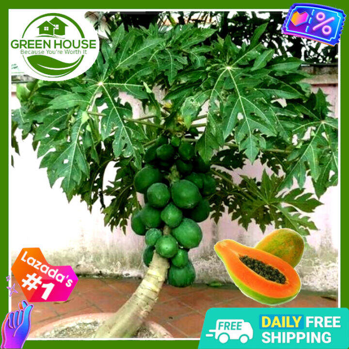 Green House - Bonsai Papaya Seeds for Planting Vegetable Plants (25 ...