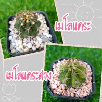 เมโลแคระ / เมโลแคระด่าง (Melocactus matanzanus) ไม้เมล็ด พันธุ์แคระ น่าสะสม ขนาดน่ารัก