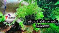 โรทาล่าสลีปแบร์ Rotala mexicana เป็นโรทาล่าที่มีนิสัยเลื้อยไปตามพื้น  1 พอตใหญ่ๆ