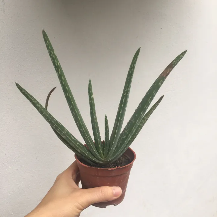 Pokok Aloe Vera Plant Lidah Buaya Live Plant Anak Pokok Lazada