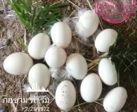 Babari Duck 10 eggs : ไข่เชื้อเป็ดบาบารี่, เป็ดเทศ ชุด 10 ฟอง ไข่เชื้อสำหรับนำไปฟักเป็นลูกเป็ด ประกันแตกเสียหายจากการขนส่ง 100%