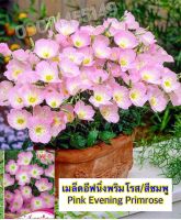 เมล็ดอีฟนิ่งพริมโรส/สีชมพู yellow/Pink Evening Primrose เมล็ดนำเข้า