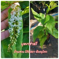 บุหงาส่าหรี  กิ่งตอนขนาดต้น 35-40​ ซม